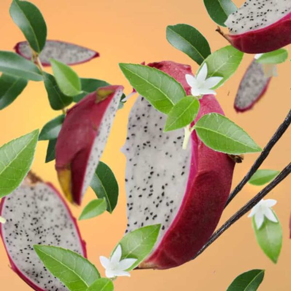 Water Fruits – Lampe Berger Fragrance